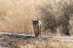 bobcat