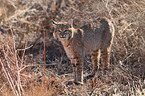 bobcat