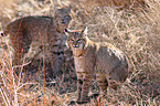 bobcats