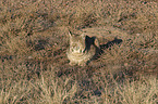 lying Bobcat