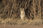 sitting Bobcat