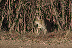 walking Bobcat