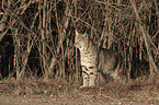 standing Bobcat