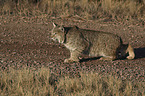 walking Bobcat