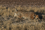 walking Bobcat