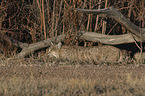 walking Bobcat