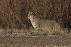 Bobcat