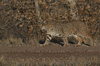 walking Bobcat