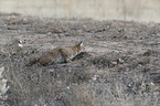 sitting Bobcat