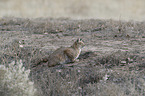 sitting Bobcat