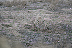 walking Bobcat