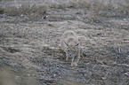 walking Bobcat