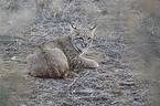 lying Bobcat