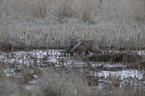 walking Bobcat