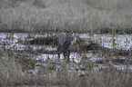 walking Bobcat