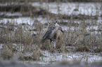 running Bobcat