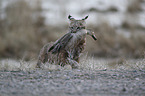 running Bobcat