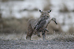 running Bobcat