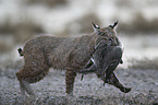 running Bobcat