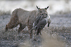 running Bobcat