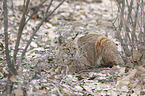 lying Bobcat