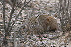 lying Bobcat