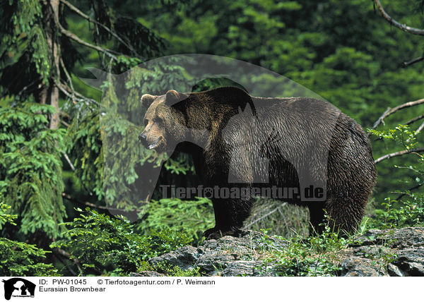 Eurasian Brownbear / PW-01045