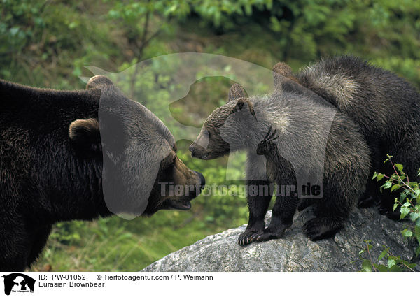 Europischer Braunbr / Eurasian Brownbear / PW-01052