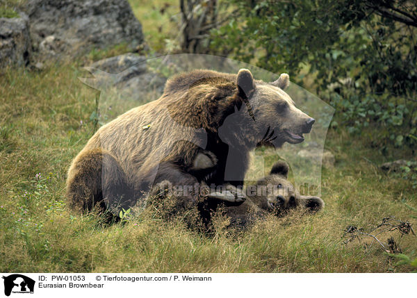 Europischer Braunbr / Eurasian Brownbear / PW-01053