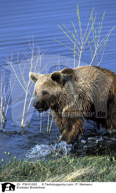 Europischer Braunbr / Eurasian Brownbear / PW-01062