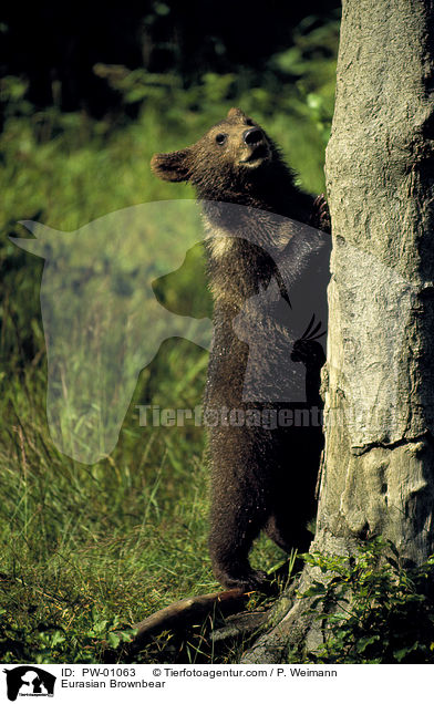 Europischer Braunbr / Eurasian Brownbear / PW-01063