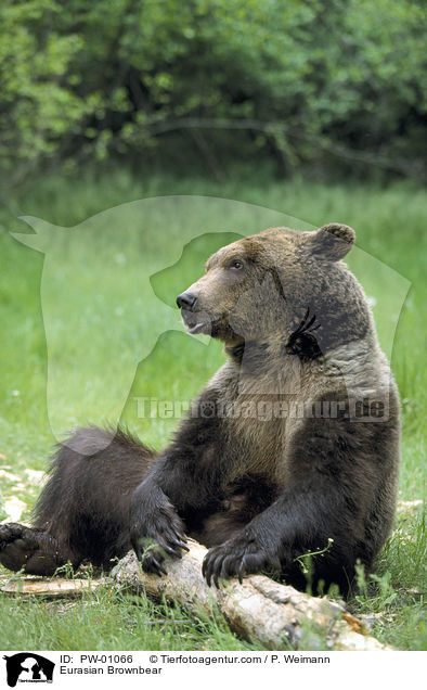 Eurasian Brownbear / PW-01066