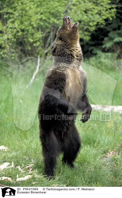 Europischer Braunbr / Eurasian Brownbear / PW-01069