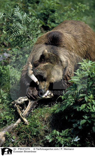 Europischer Braunbr / Eurasian Brownbear / PW-01070