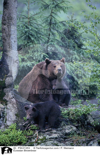 Europischer Braunbr / Eurasian Brownbear / PW-01353