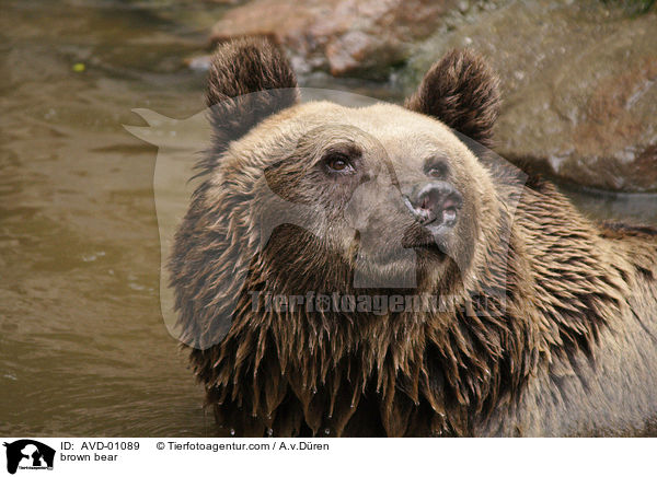 Braunbr / brown bear / AVD-01089