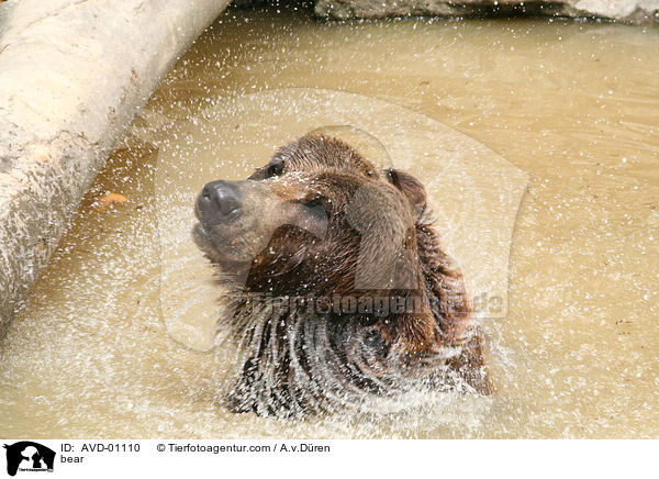 Br / bear / AVD-01110