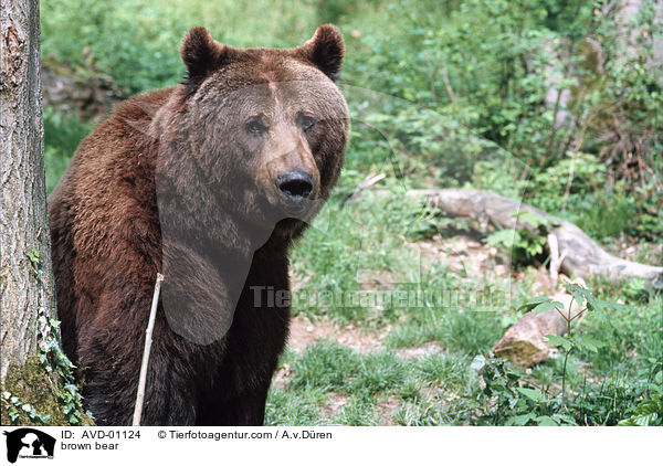 Braunbr / brown bear / AVD-01124