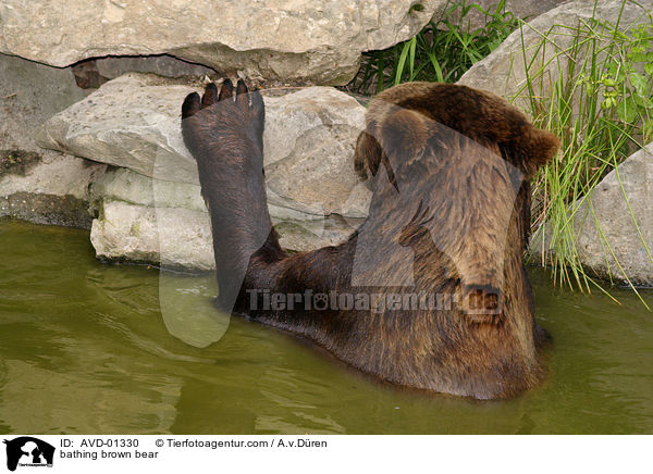 badender Braunbr / bathing brown bear / AVD-01330