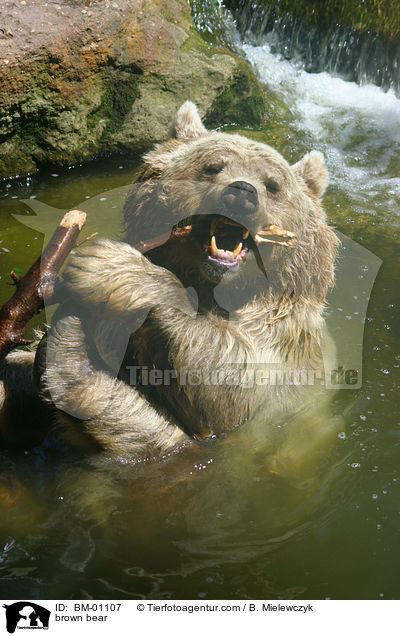 Braunbr im Wasser / brown bear / BM-01107