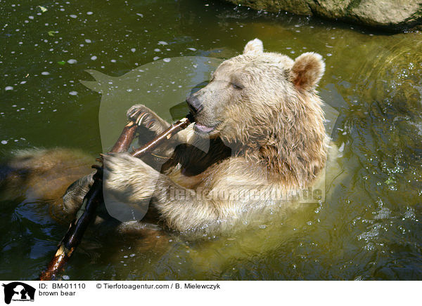 Braunbr im Wasser / brown bear / BM-01110