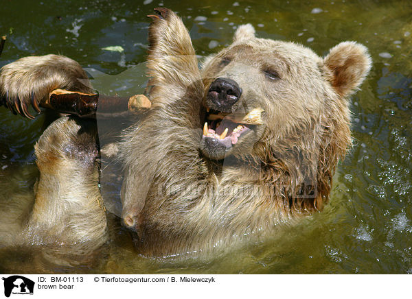 Braunbr im Wasser / brown bear / BM-01113