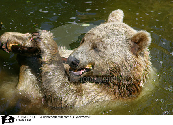 Braunbr im Wasser / brown bear / BM-01114