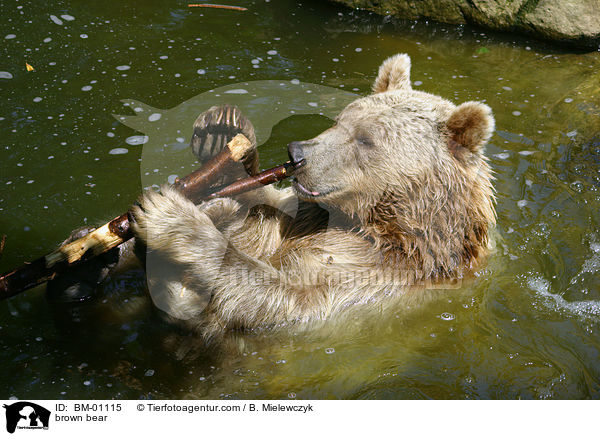 Braunbr im Wasser / brown bear / BM-01115
