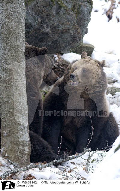 brown bears / WS-03142