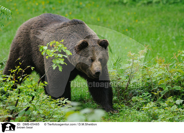 brown bear / DMS-05485