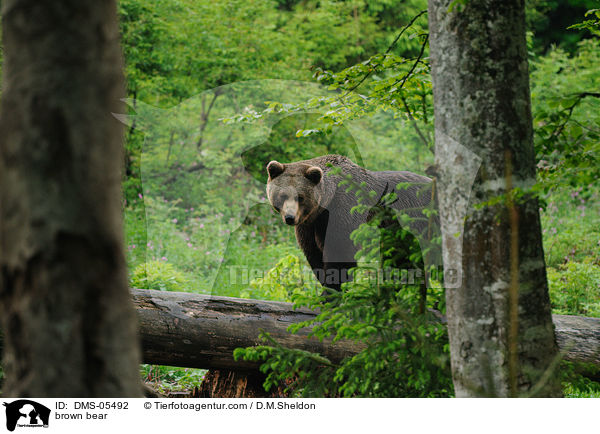 brown bear / DMS-05492