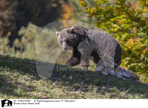 Braunbr trifft Wolf / Brown bear meets wolf / PW-07095