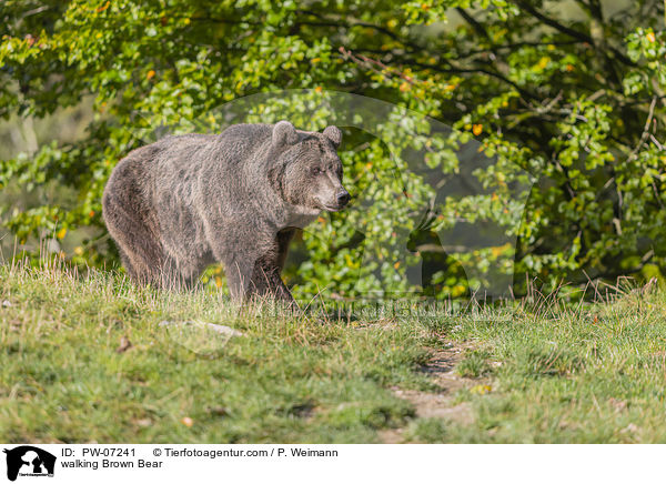 laufender Braunbr / walking Brown Bear / PW-07241
