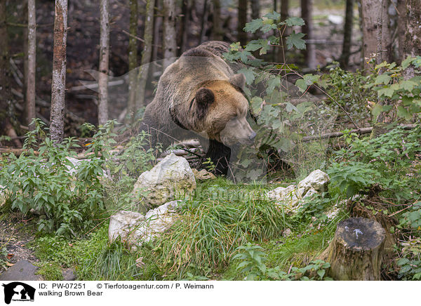 walking Brown Bear / PW-07251